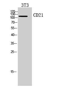 Western Blot (WB) analysis of 3T3 cells using CD21 Polyclonal antibody