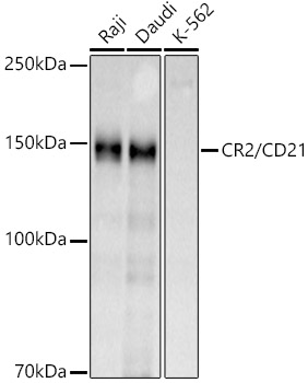 Western blot analysis of extracts of various cell lines, using CR2/CD21   antibody  at 1:1000 dilution