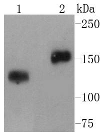 Western blot analysis of CD21 on different lysates using anti-CD21 antibody at 1/1,000 dilution