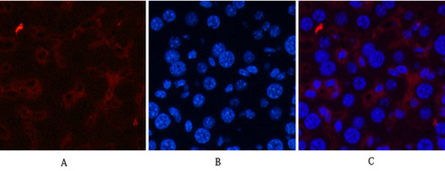 Immunofluorescence analysis of Mouse-liver tissue