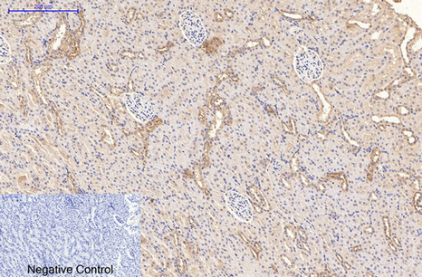 Immunohistochemical analysis of paraffin-embedded Rat-kidney tissue