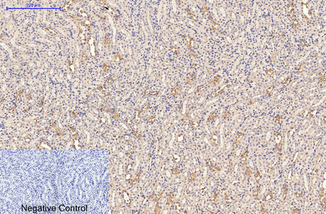 Immunohistochemical analysis of paraffin-embedded Mouse-kidney tissue