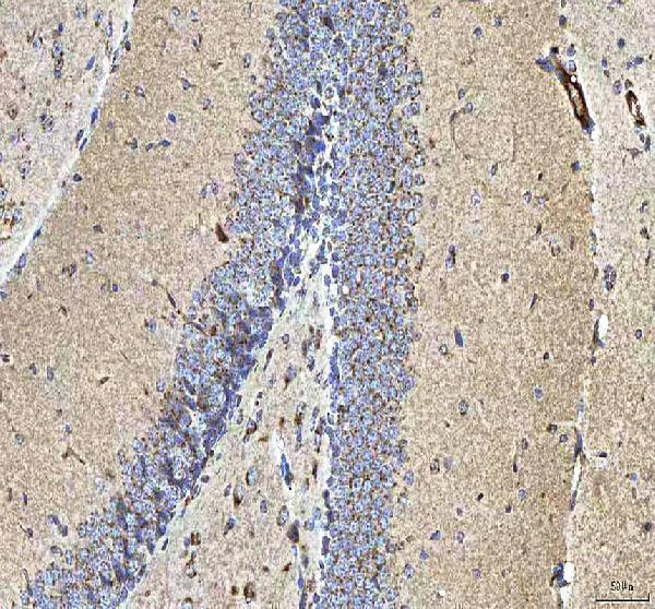  IHC analysis of HCRT using anti-HCRT antibody (A01633-1)