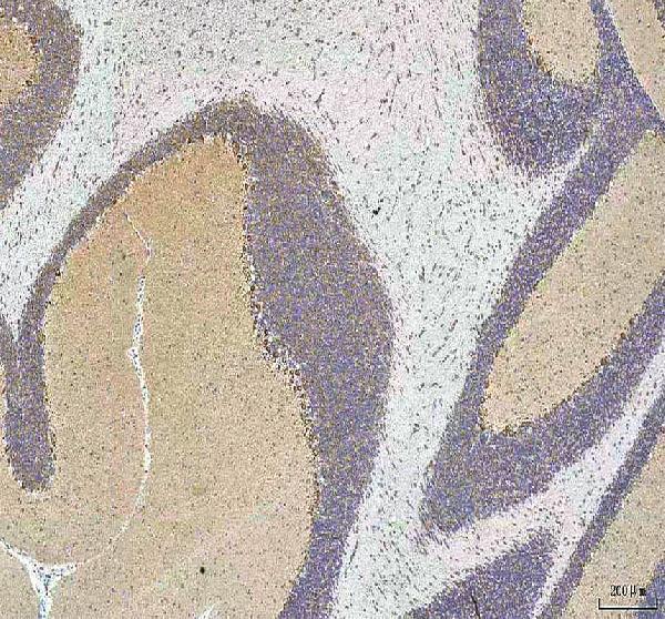 a01633 1 hcrt primary antibodies ihc testing 10