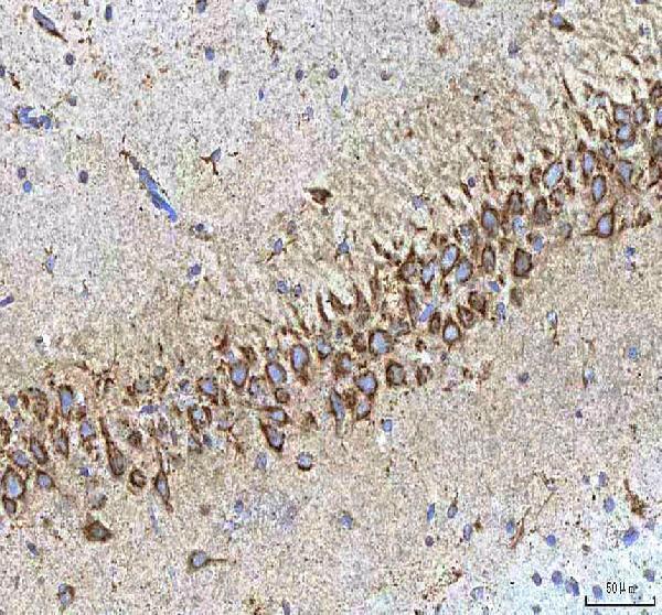 a01633 1 hcrt primary antibodies ihc testing 5
