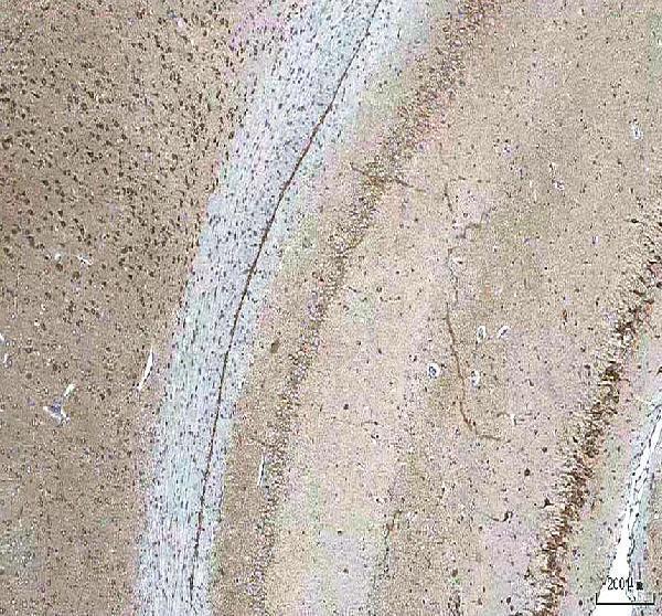 a01633 1 hcrt primary antibodies ihc testing 6