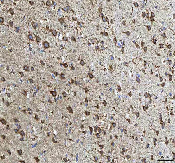 a01633 1 hcrt primary antibodies ihc testing 7