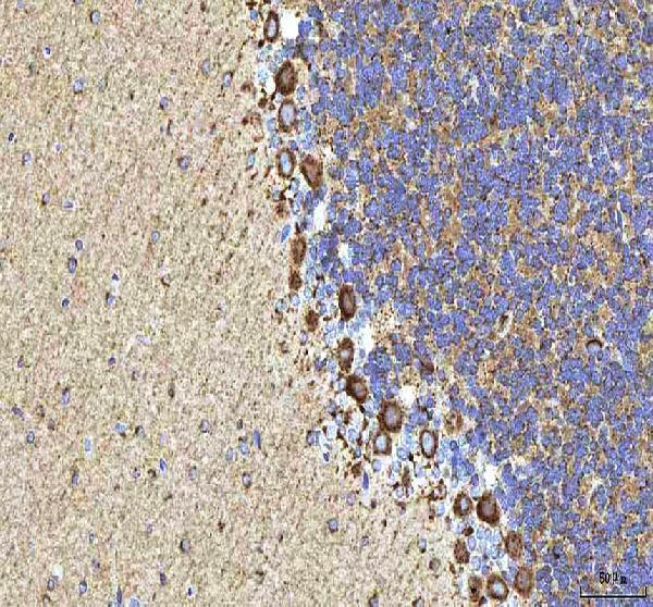 a01633 1 hcrt primary antibodies ihc testing 9