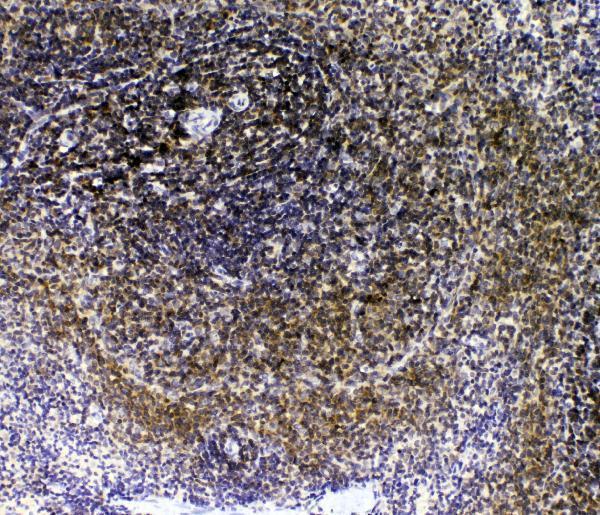 a01635 1 il 16 primary antibodies ihc testing 4