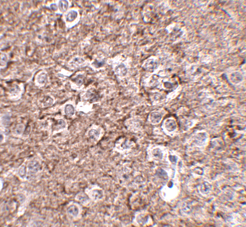 Immunohistochemistry of IL-16 in mouse brain tissue with IL-16 antibody at 2