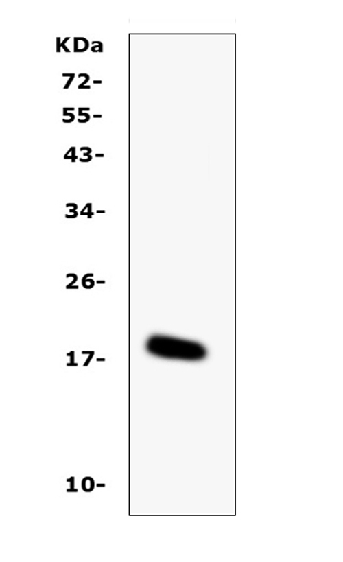 a01635 il 16 primary antibodies wb testing 1