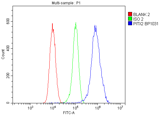  Flow Cytometry analysis of 293T cells using anti-PITX2 antibody (A01636-1)