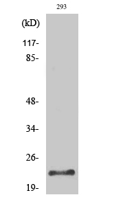 a01637 prss1 primary antibodies wb testing 2