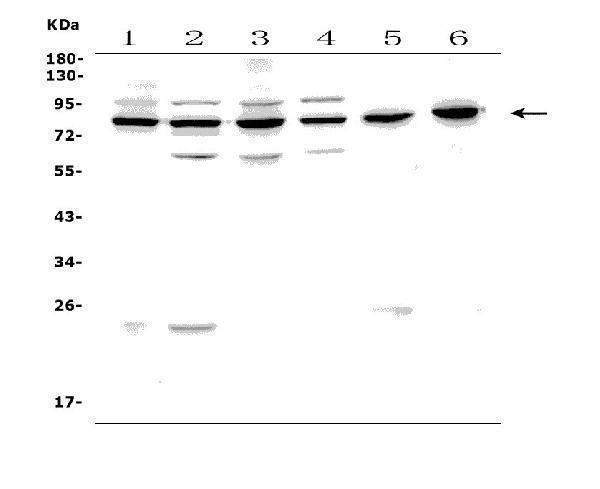  Western blot analysis of PAF1 using anti-PAF1 antibody (A01640-1)