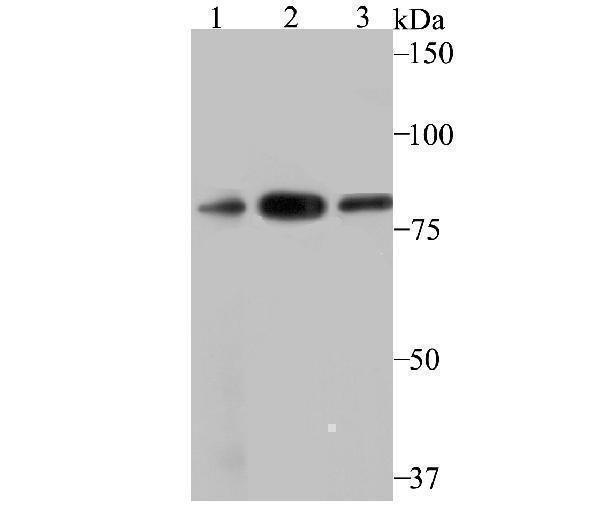 a01644 1 vps35 primary antiboties wb testing 1