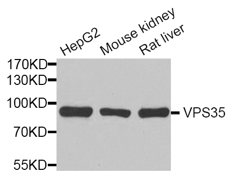 a01644 vps35 primary antiboties wb testing 1