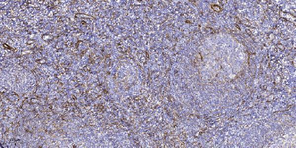 a01647 1 gne primary antibodies ihc testing 1