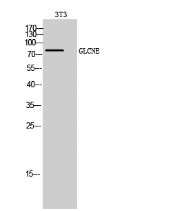 a01647 1 gne primary antibodies wb testing 2