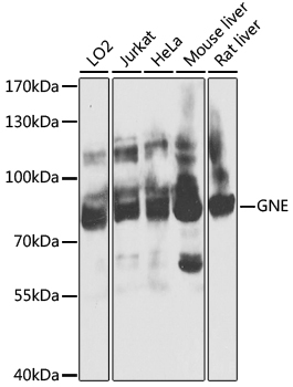 a01647 2 gne primary antiboties wb testing 1