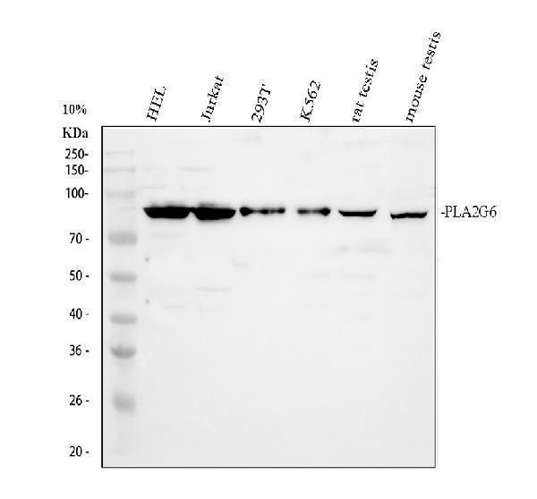 a01648 1 pla2g6 primary antibodies wb testing 1_1
