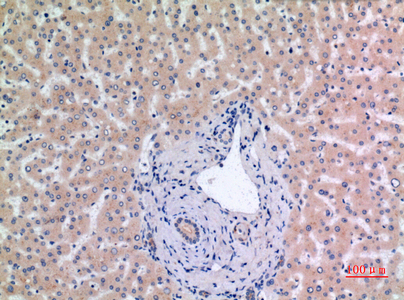 a01649 1 mcm7 primary antibodies ihc testing 1