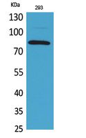 a01649 1 mcm7 primary antibodies wb testing 2