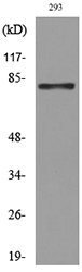 a01649 1 mcm7 primary antibodies wb testing 3