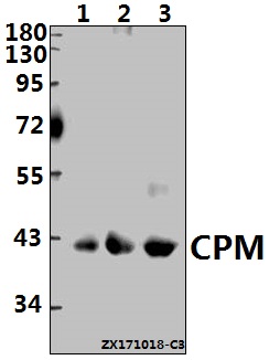 a01650 1 cpm primary antiboties wb testing 1