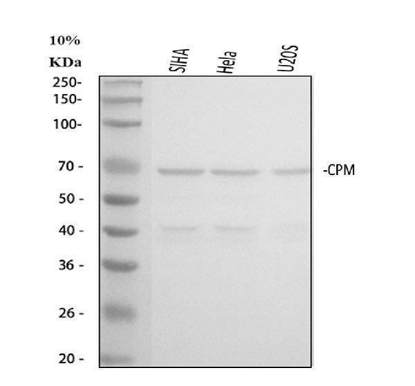a01650 cpm primary antibodies wb testing 1