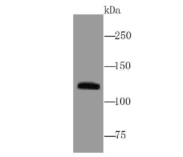 a01652 1 muc4 primary antiboties wb testing 1