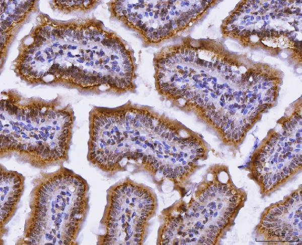 a01653 4 cux1 primary antibodies ihc testing 5