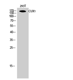 Western Blot (WB) analysis of 293T cells using CUX1 Polyclonal antibody