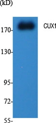 Western Blot (WB) analysis of specific cells using CUX1 Polyclonal antibody