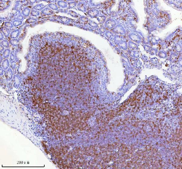  IHC analysis of Lat using anti-Lat antibody (A01654-2)