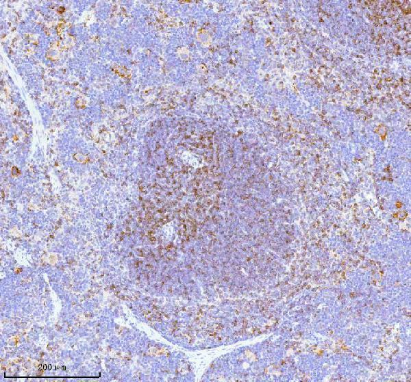  IHC analysis of Lat using anti-Lat antibody (A01654-2)