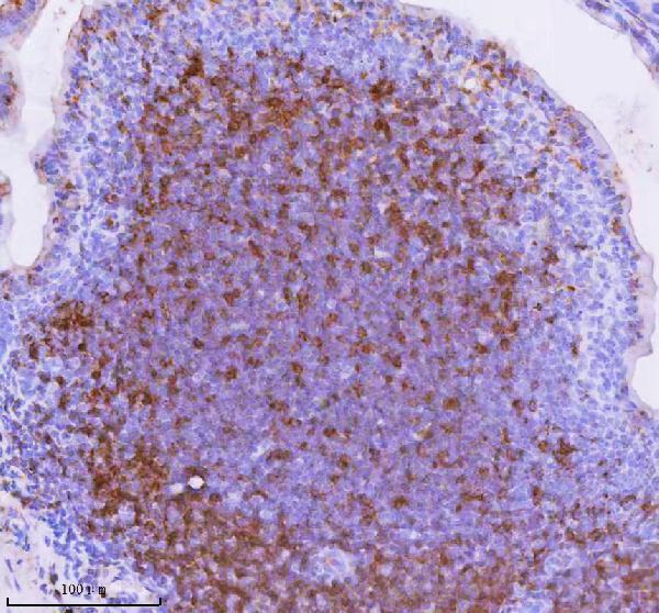 a01654 2 lat primary antibodies ihc testing 5