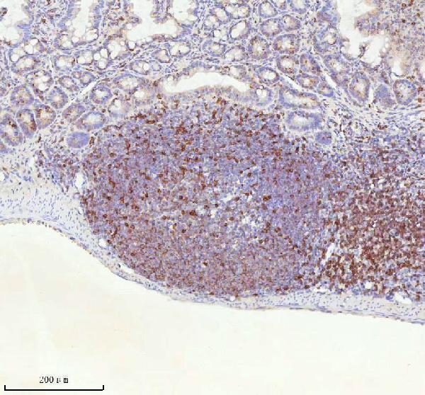 a01654 2 lat primary antibodies ihc testing 6