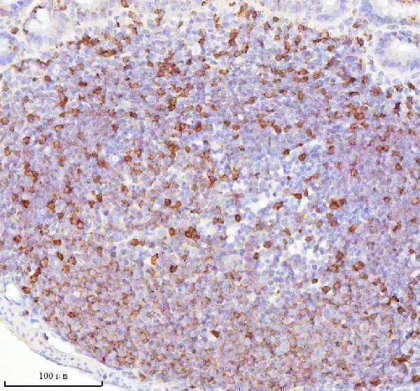 a01654 2 lat primary antibodies ihc testing 7