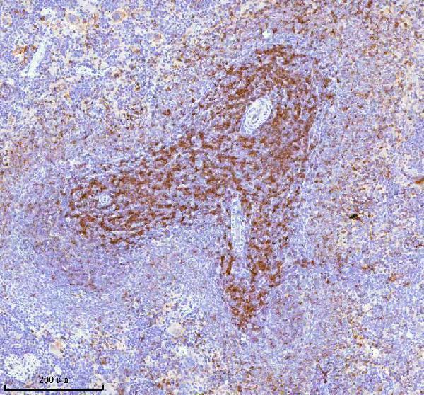 a01654 2 lat primary antibodies ihc testing 8