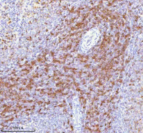 a01654 2 lat primary antibodies ihc testing 9
