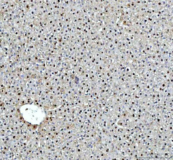 a01655 1 dck primary antibodies ihc testing 6