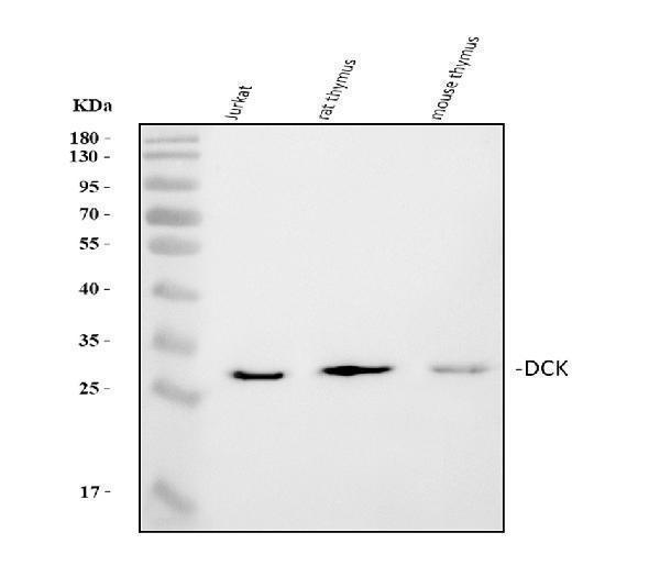 a01655 1 ddb2 primary antibodies wb testing 1