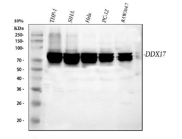  Western blot analysis of DDX17 using anti-DDX17 antibody (A01656)