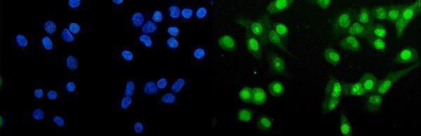 a01658 3 hap1 primary antibodies if testing 2
