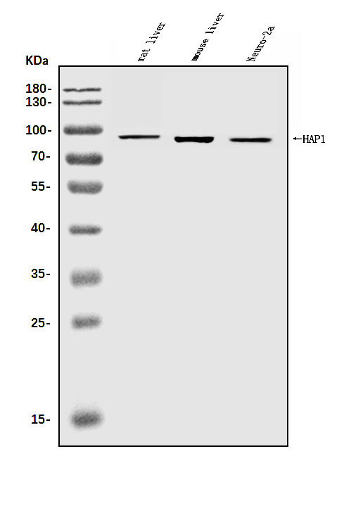a01658 3 hap1 primary antibodies wb testing 1