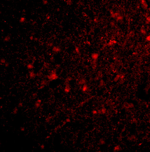 a01658 hap1 primary antibodies if testing 3