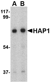 a01658 hap1 primary antibodies wb testing 1