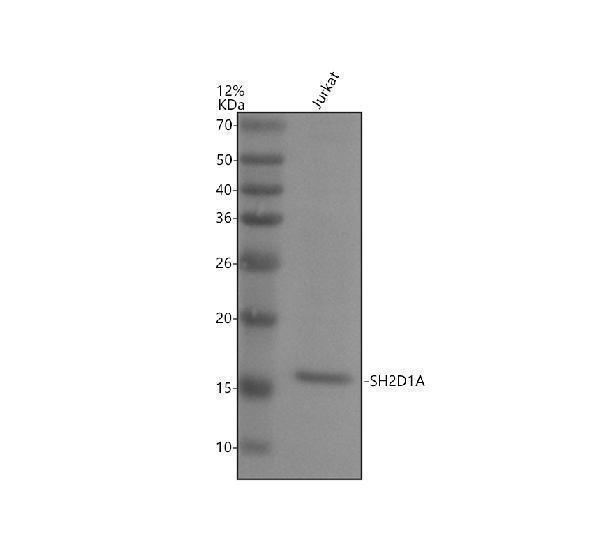 Western blot analysis of SH2D1A using anti-SH2D1A antibody (A01662-2)