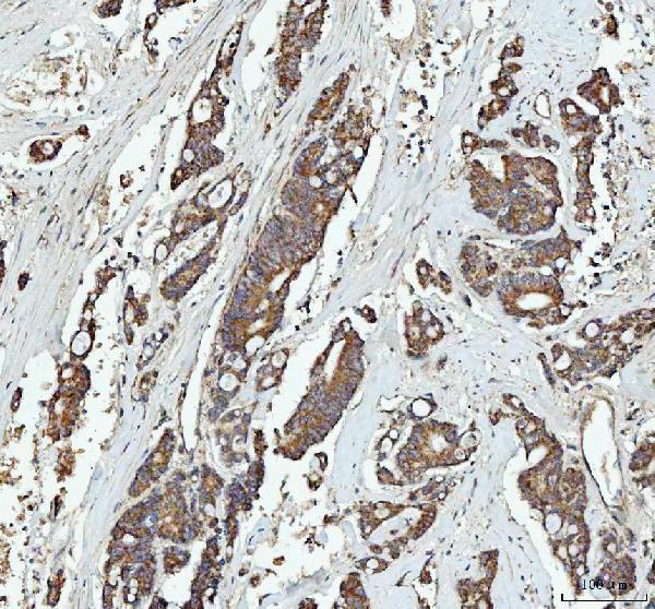 a01663 2 grb10 primary antibodies ihc testing 2_1