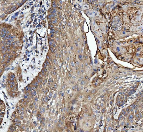 a01663 2 grb10 primary antibodies ihc testing 3_1